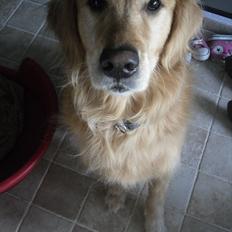 Golden retriever Dusky 
