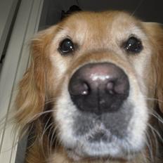 Golden retriever Dusky 