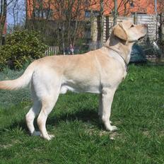 Labrador retriever Simba