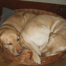 Labrador retriever Simba