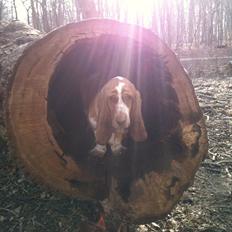 Basset hound Wilma