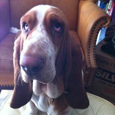 Basset hound Wilma