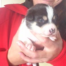 Dansk svensk gaardhund Micki