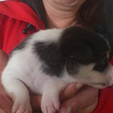 Dansk svensk gaardhund Micki