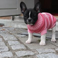 Fransk bulldog Carla