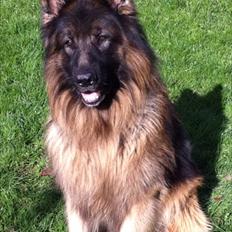 Schæferhund Perruchons Nemo