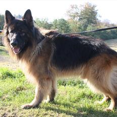 Schæferhund Perruchons Nemo