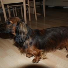 Dværggravhund Boris