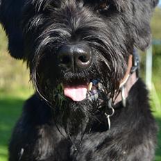 Riesenschnauzer  Doolittle's Odin