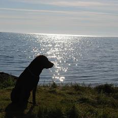 Labrador retriever §§§ Bamse