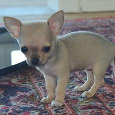 Chihuahua coco chanel