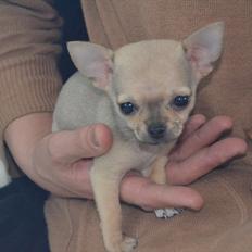 Chihuahua coco chanel
