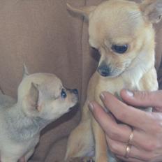 Chihuahua coco chanel