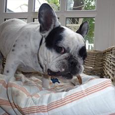 Fransk bulldog Monk