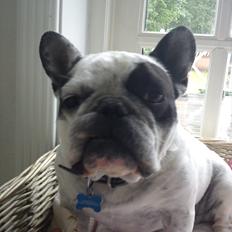 Fransk bulldog Monk