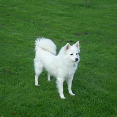 Japansk spids Meladie