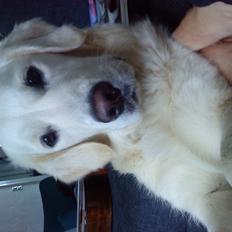 Golden retriever Nova (Vesterlands Gammie)