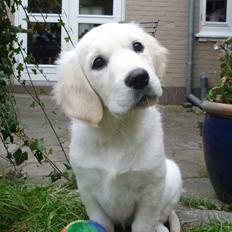 Golden retriever Nova (Vesterlands Gammie)