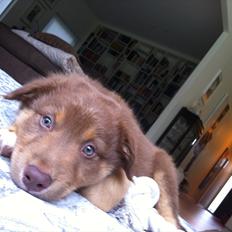 Australian shepherd Silas