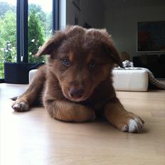 Australian shepherd Silas