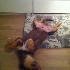 Australian shepherd Silas