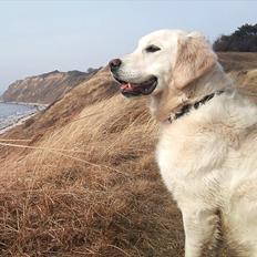 Golden retriever Nova (Vesterlands Gammie)