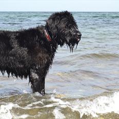 Riesenschnauzer  Doolittle's Odin