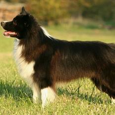 Border collie Tempo