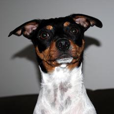 Dansk svensk gaardhund Chicka