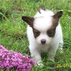 Papillon Fiona