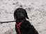 Curly coated retriever Jobs - SMUKKE!! :-D <3