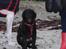 Curly coated retriever Jobs - Sand på snuden xD