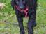 Curly coated retriever Jobs - Første tur til stranden :-) <3