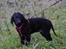 Curly coated retriever Jobs - Model ':p