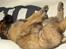 Leonberger Julius - Det var egentilg ikke meningen at du måtte komme i sofaen...