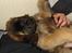Leonberger Julius - men det er bare så hyggeligt...