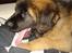 Leonberger Julius - der er også for varmt for en leonberger i sofaen.