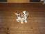 Cavalier king charles spaniel Angel - Hvem kan sige nej til dig? 
Min dejlige pige :) Du tigger så pænt ;)