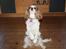 Cavalier king charles spaniel Angel - Her i tricket "op"
