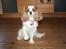 Cavalier king charles spaniel Angel - Gi' pote ;)