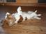 Cavalier king charles spaniel Angel - Her ruller vi rundt