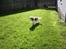 Cavalier king charles spaniel Angel