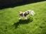 Cavalier king charles spaniel Angel