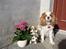 Cavalier king charles spaniel Angel