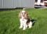Cavalier king charles spaniel Angel - Også en af de ting Angel har lært; at holde noget i munden uden at spise det endtil jeg siger :"hver så god".