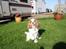 Cavalier king charles spaniel Angel
