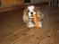 Cavalier king charles spaniel Angel - Det er godt med en hund der kan lide de sunde sager ;D