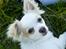 Chihuahua Luffe