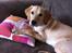 Labrador retriever Zuma