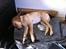 Labrador retriever Zuma
